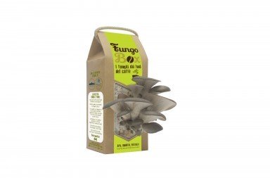 Fungo Box